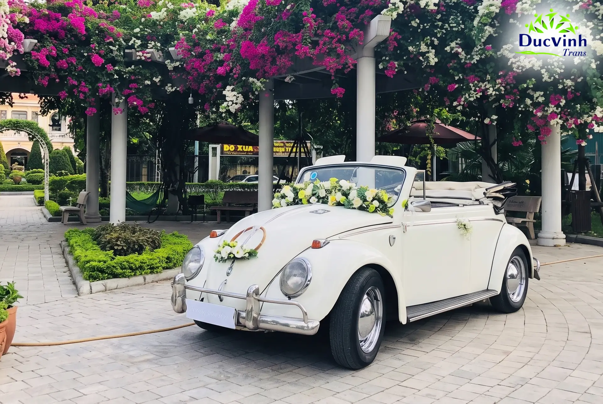 Cho Thuê Xe Cưới Volkswagen Beetle Bọ Cổ Mui Trần